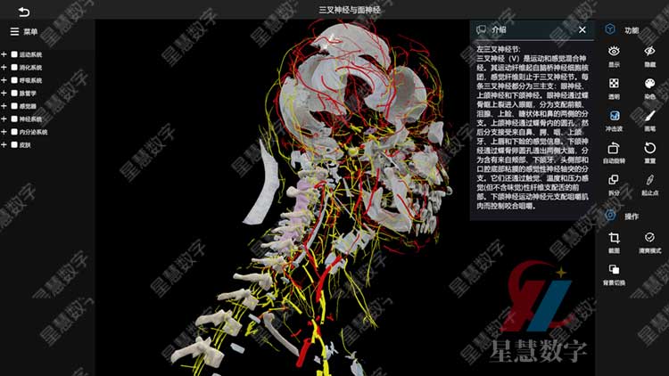 三叉神经与面神经 三叉神经与面神经