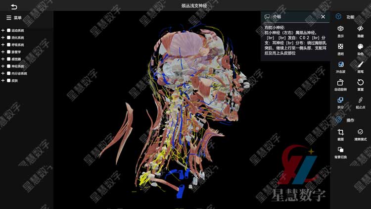 颈从浅支神经 颈从浅支神经