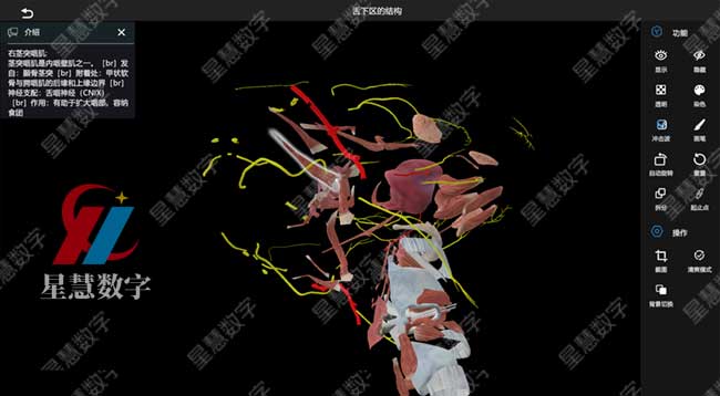 舌下区的结构 舌下区的结构