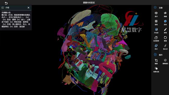 腮腺内咬肌区 腮腺内咬肌区