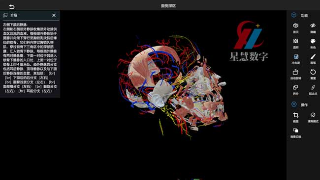 面侧深区 面侧深区