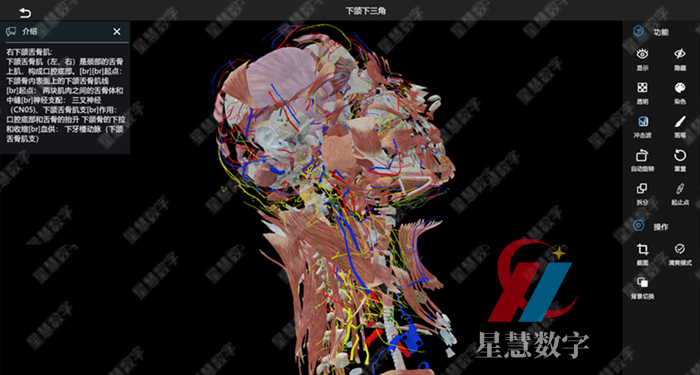 下颌下三角 下颌下三角