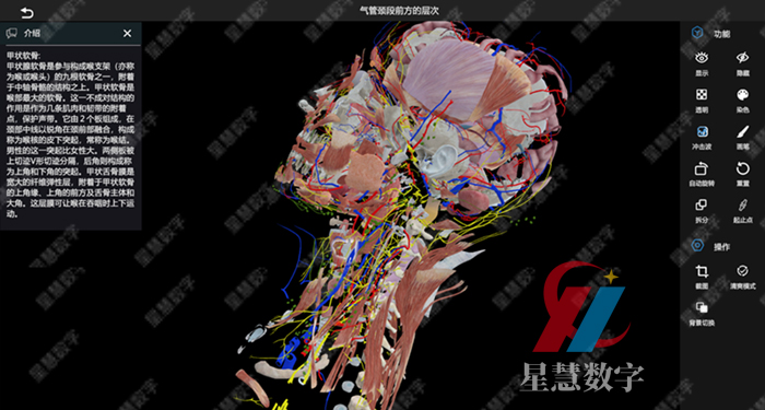 气管颈段前方的层次 气管颈段前方的层次