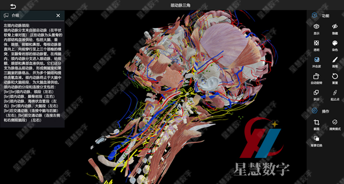 颈动脉三角 颈动脉三角