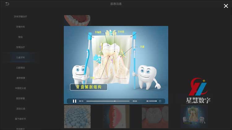 牙齿解剖图 牙齿解剖图